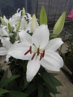 [1871 Thames Mak No01.JPG]